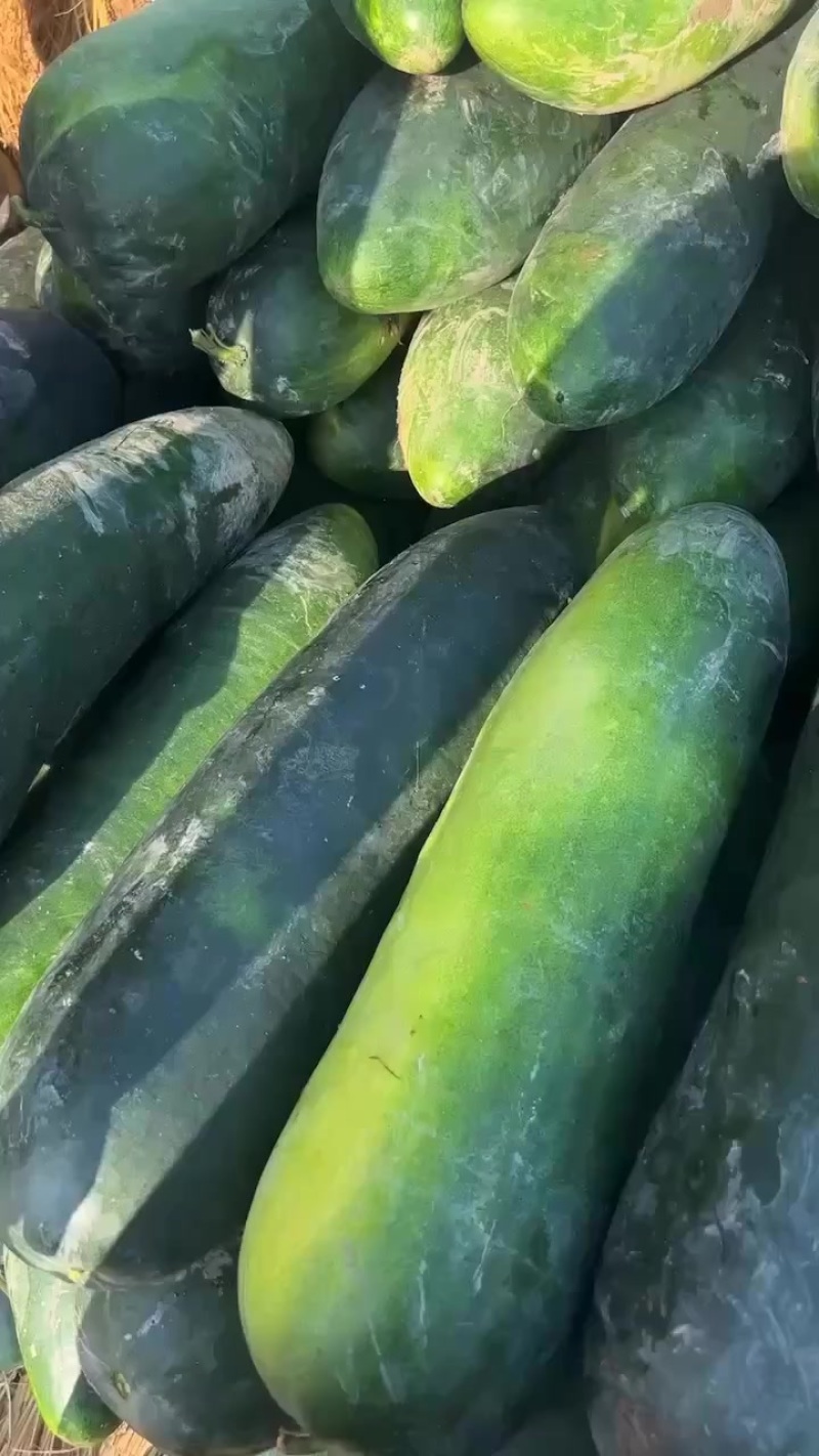 盐城精品地冬瓜什么规格都有