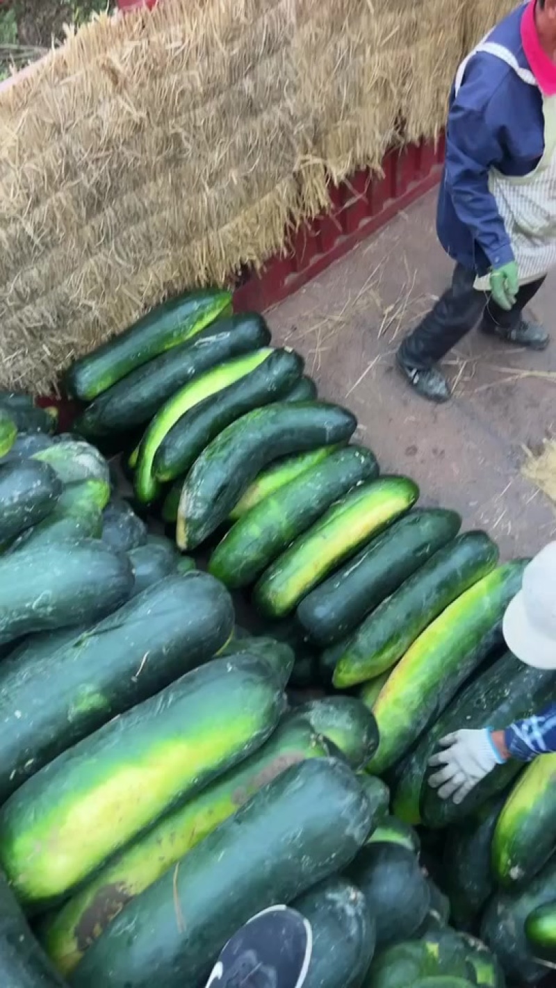 盐城精品地冬瓜什么规格都有