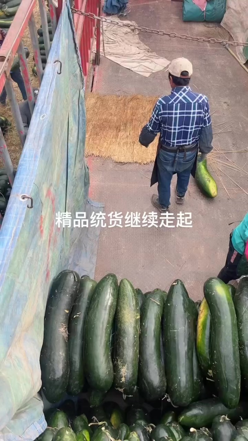 盐城精品地冬瓜什么规格都有