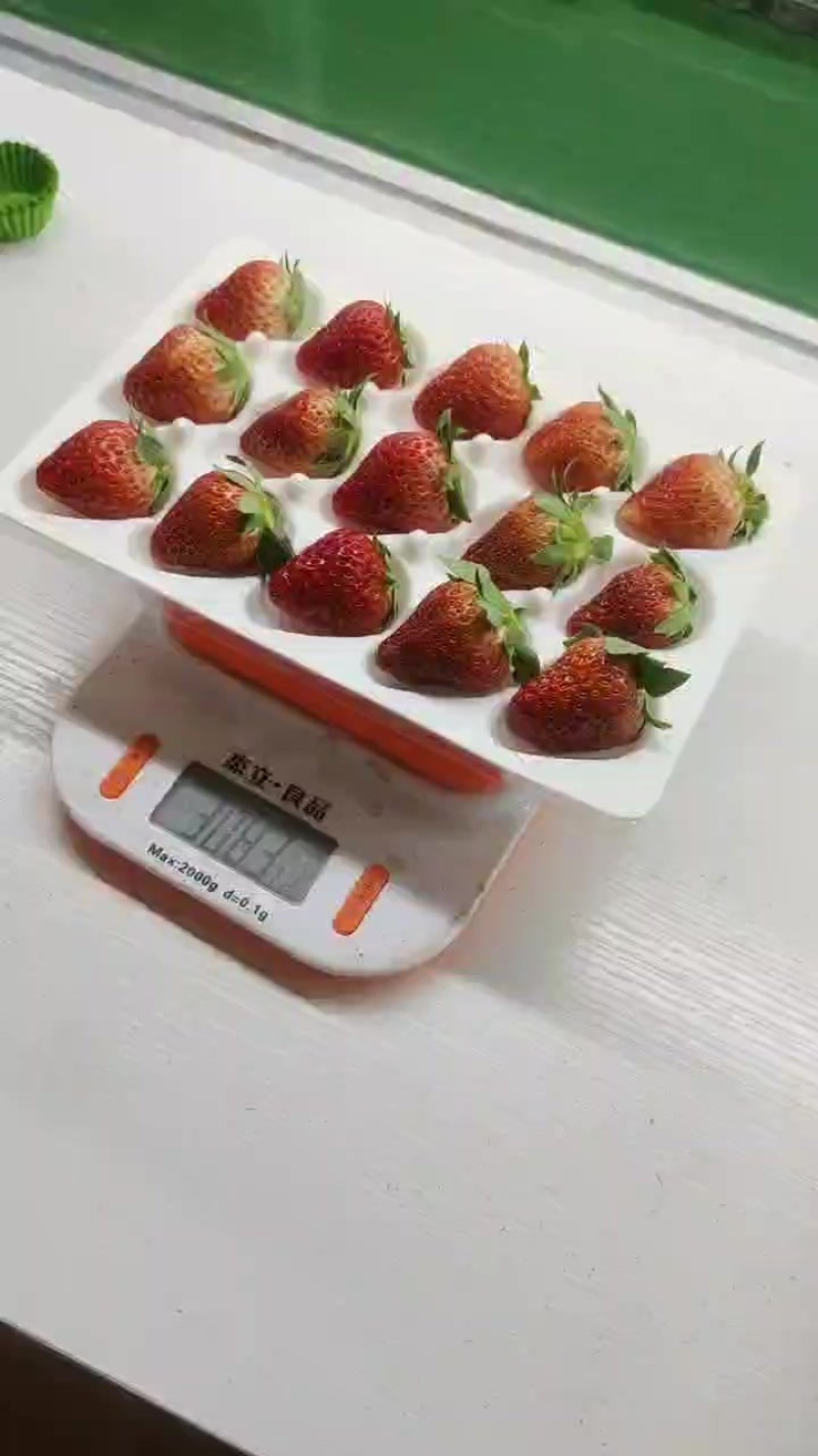 丹东九九草莓