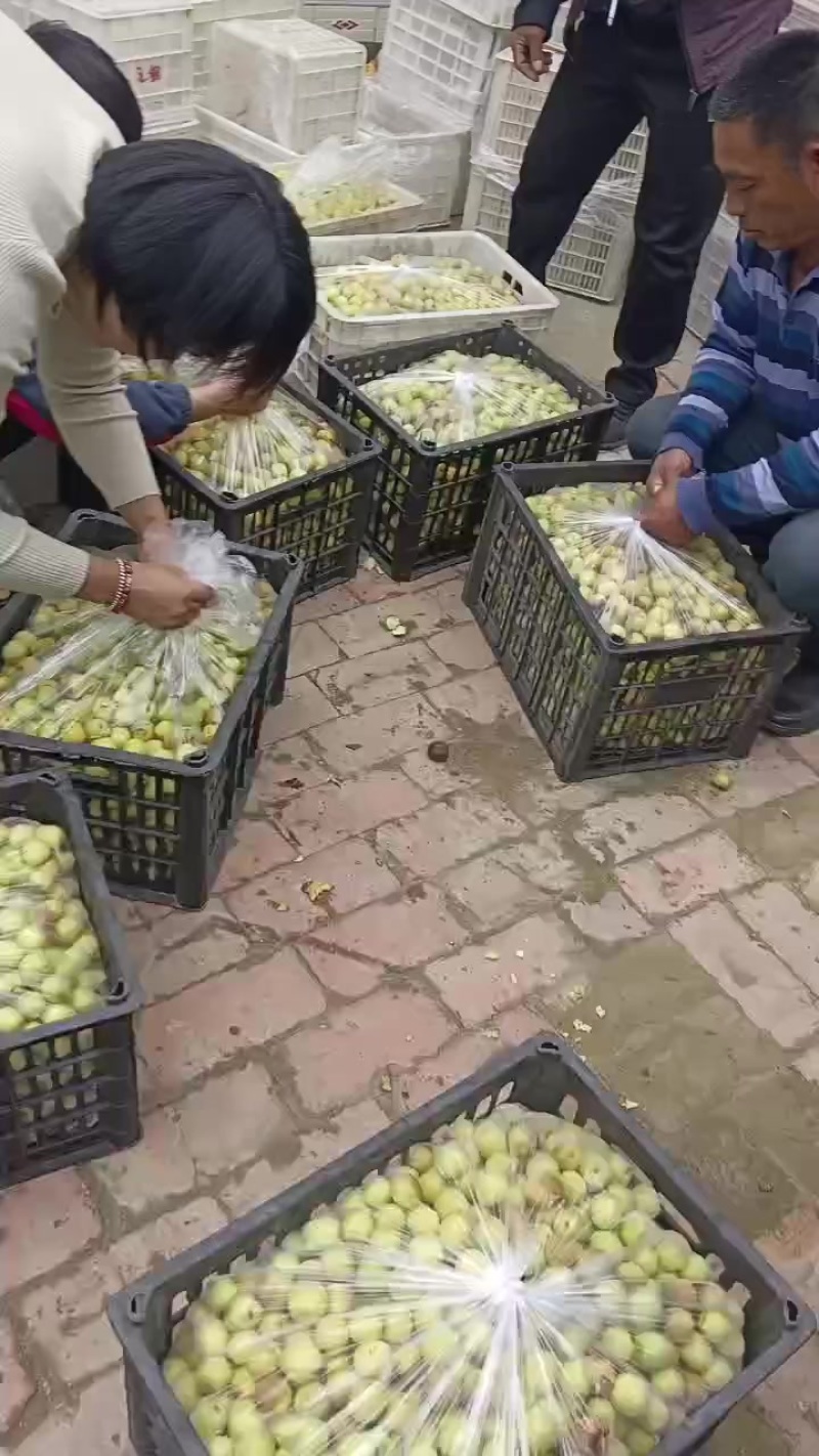 沾化冬枣