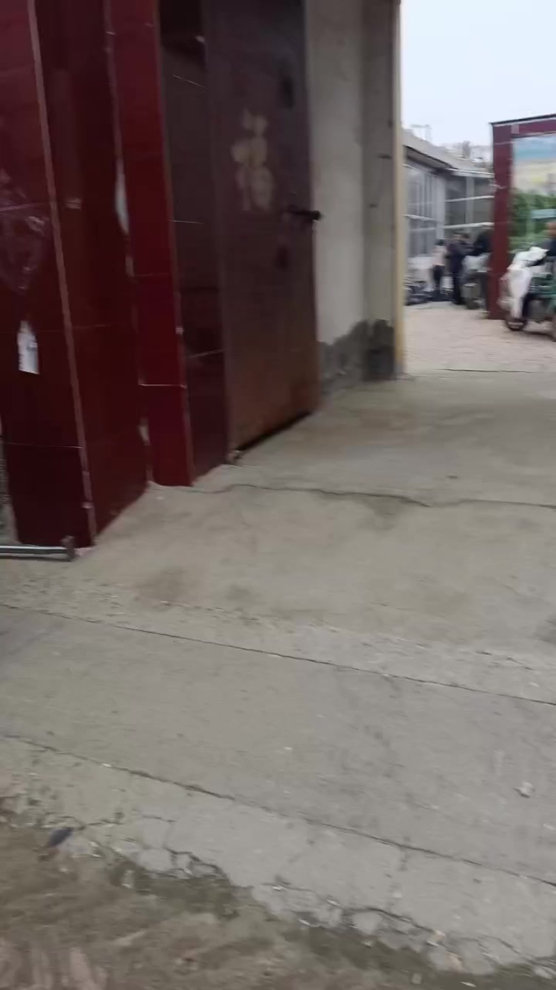 沾化冬枣