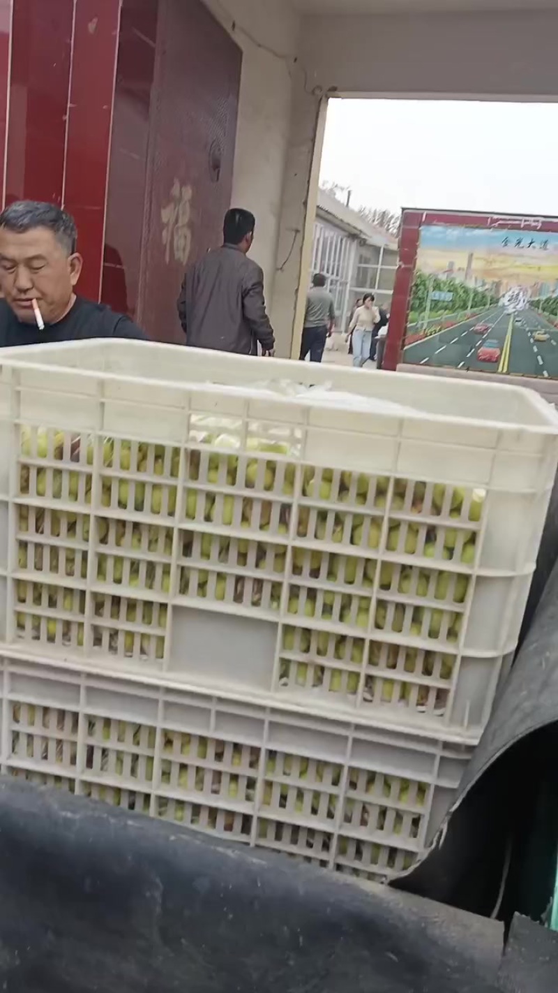 沾化冬枣