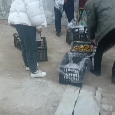 沾化冬枣