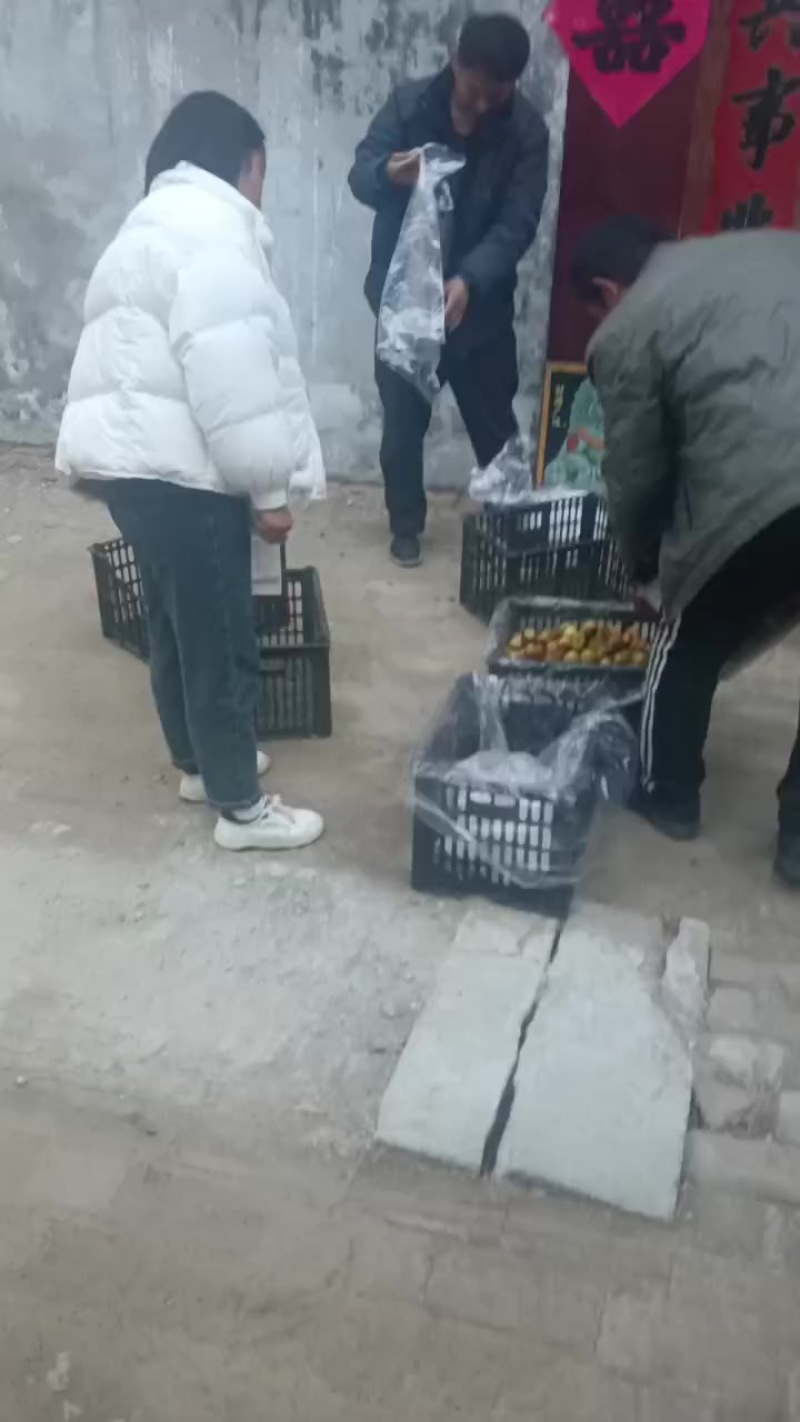 沾化冬枣