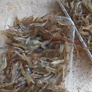 河虾