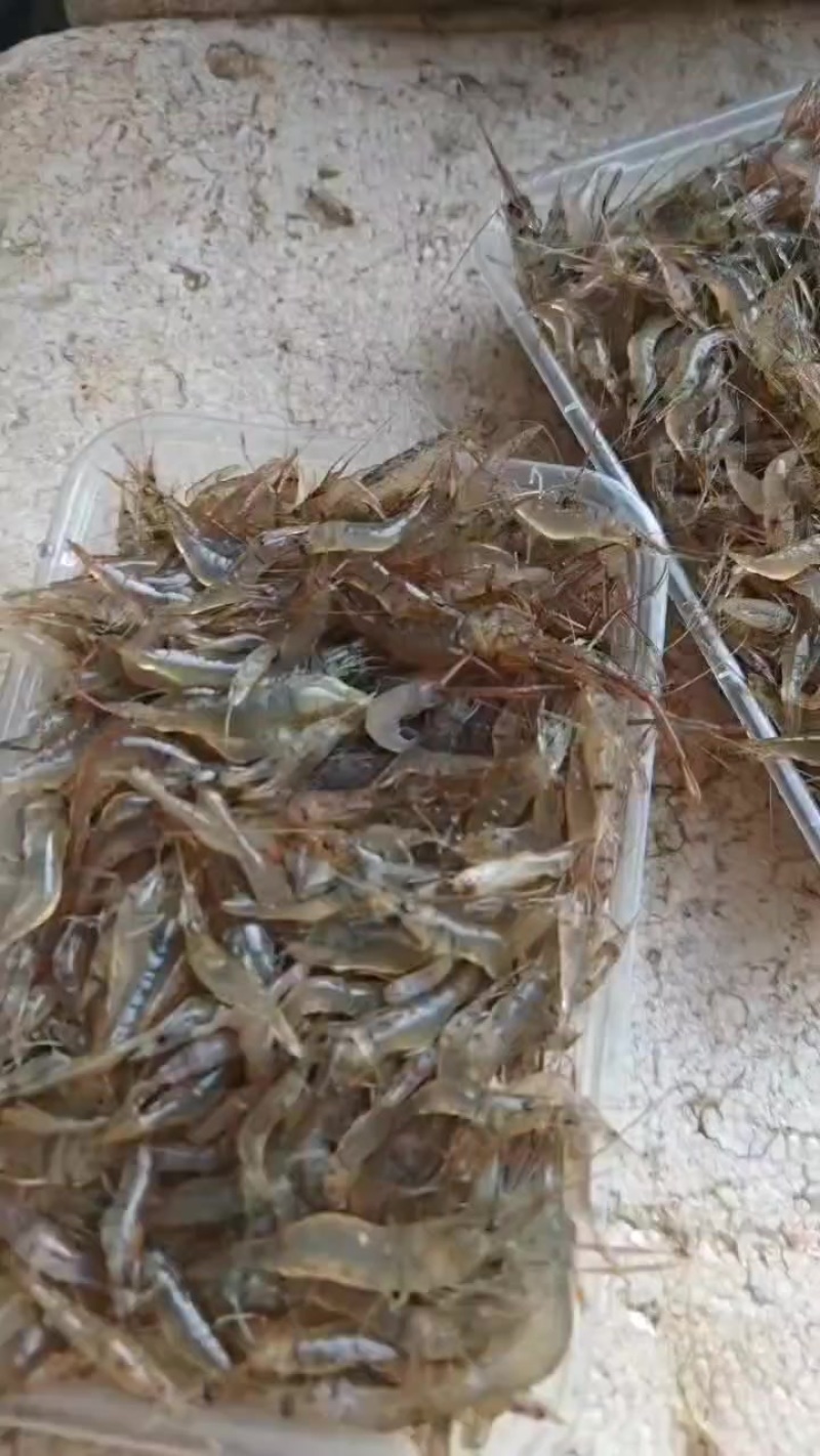 河虾