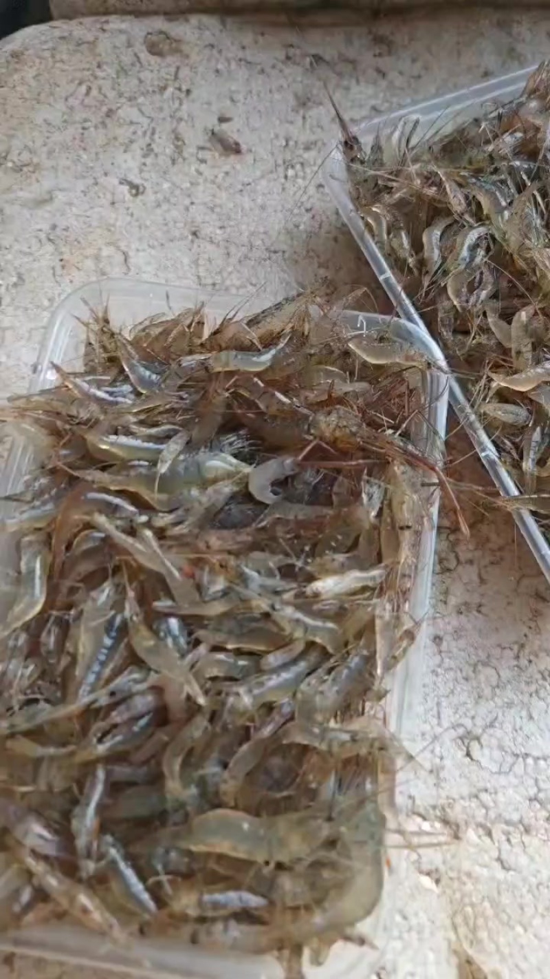 河虾