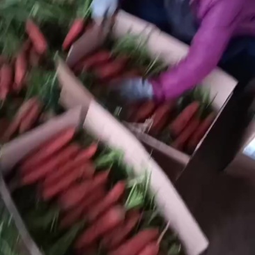 胡罗卜