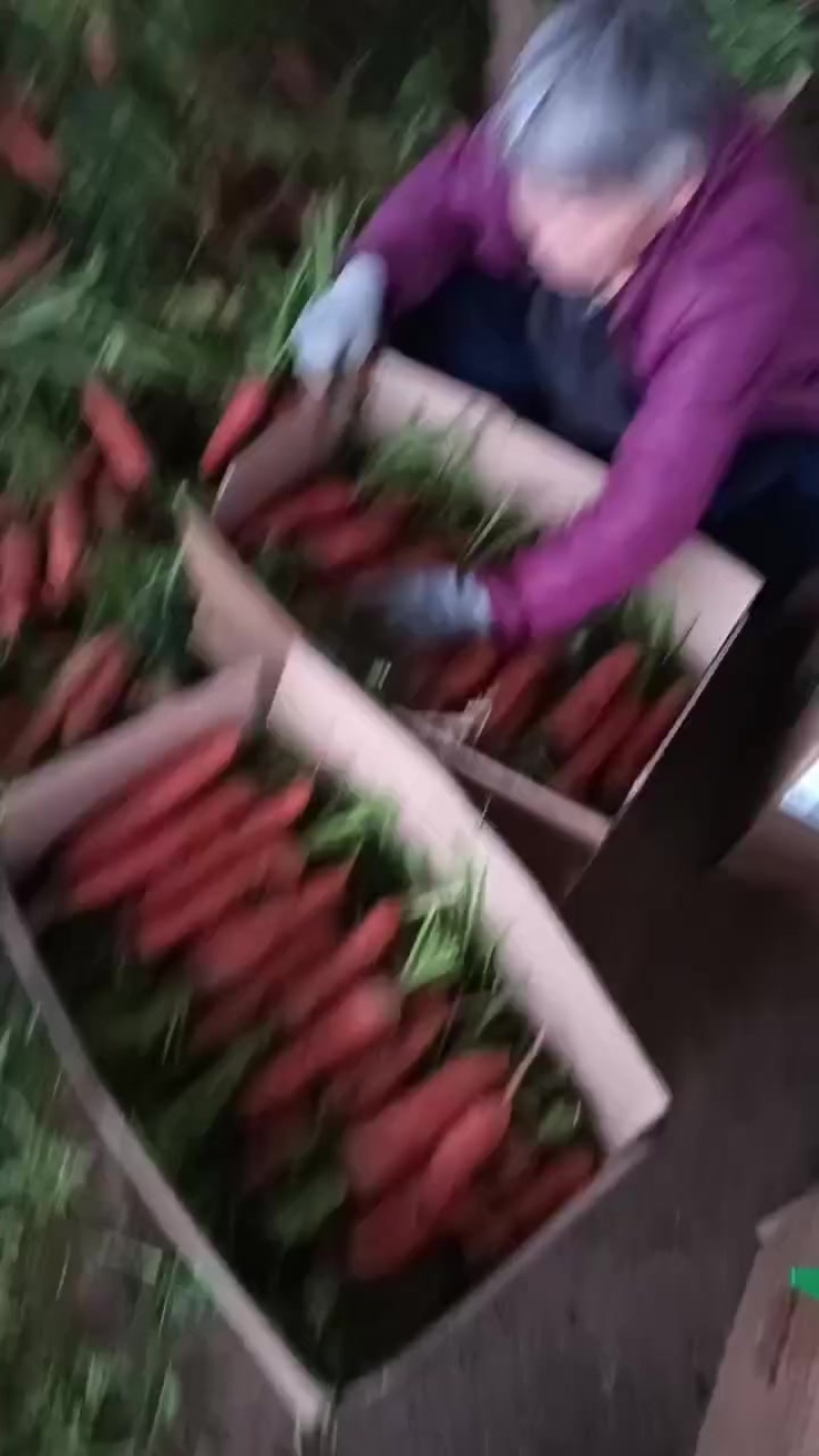 胡罗卜