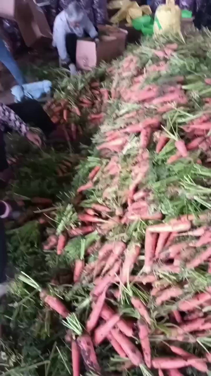 胡罗卜