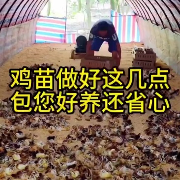所有鸡苗
