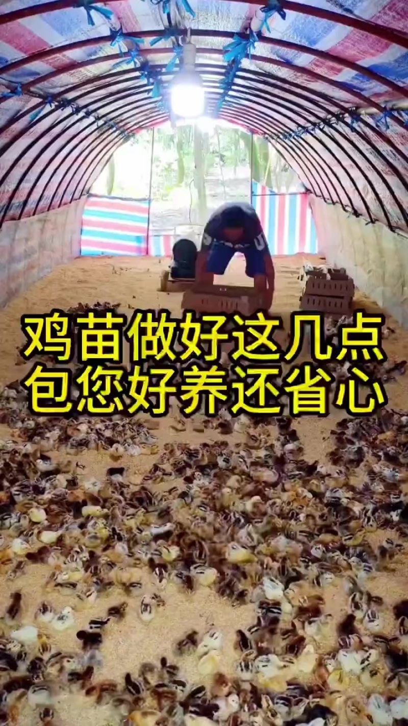 红毛大公鸡苗