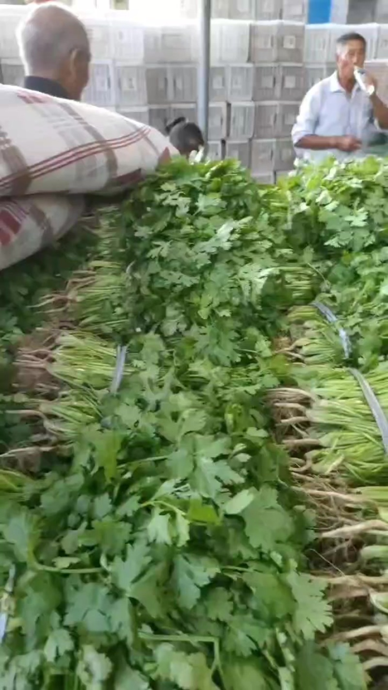 大叶香菜大量有货
