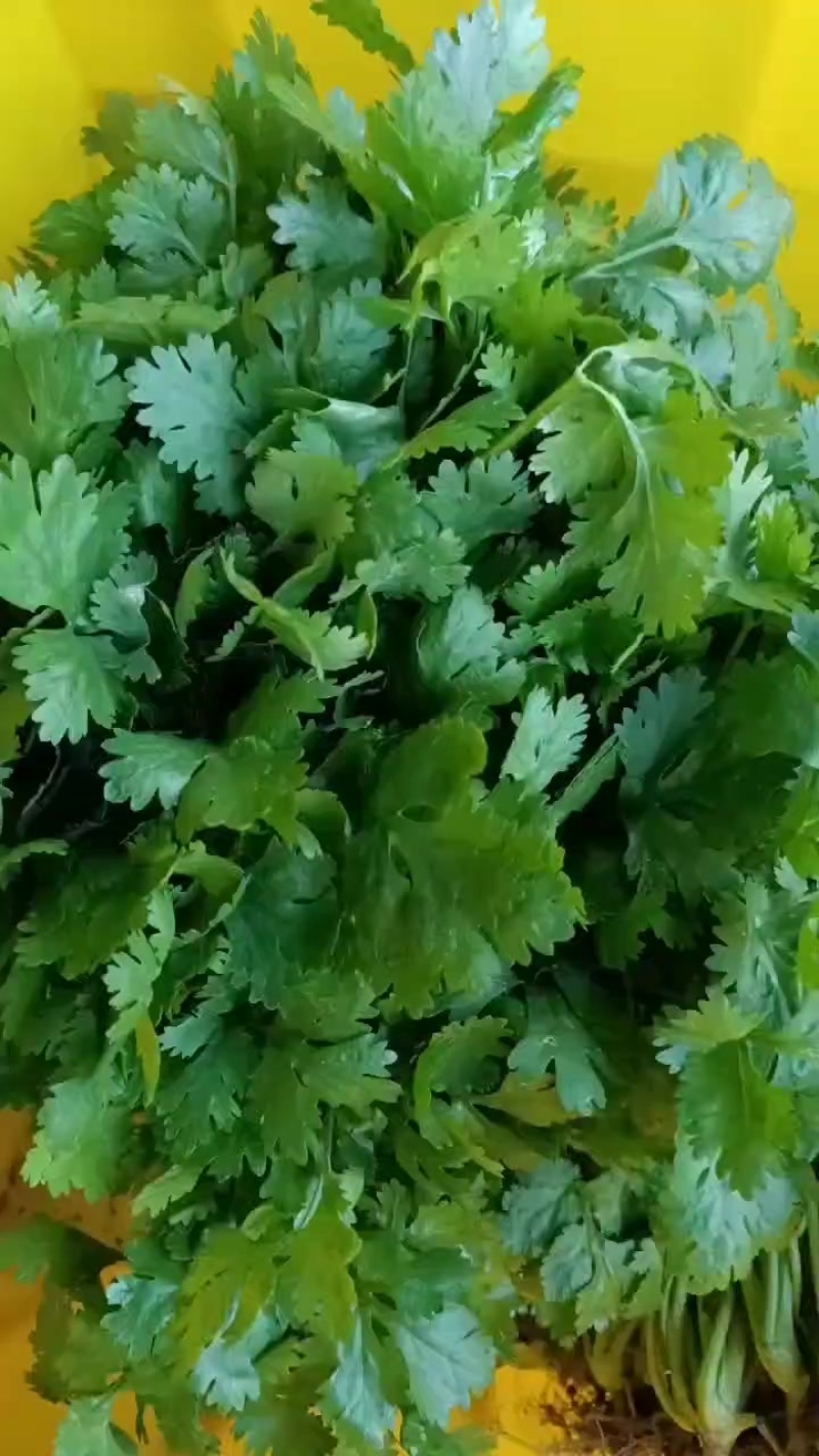 大叶香菜大量有货