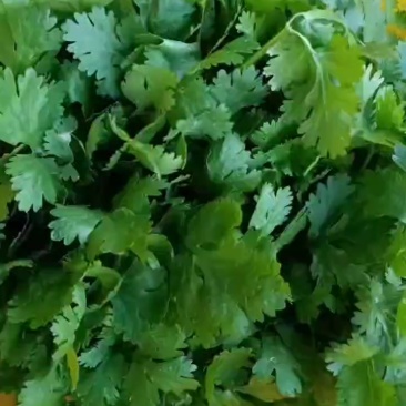 大叶香菜大量有货