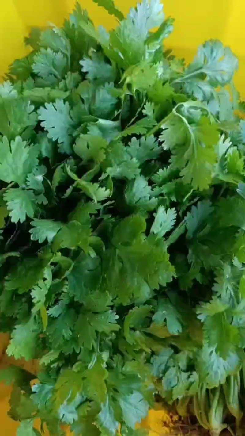 大叶香菜大量有货