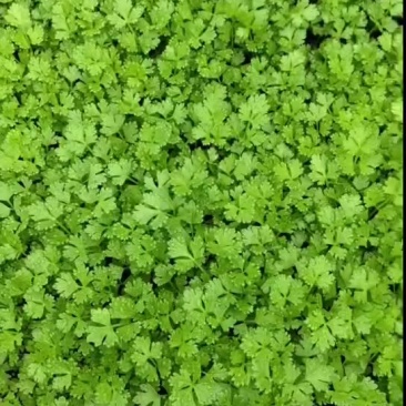 穴盘芹菜苗子