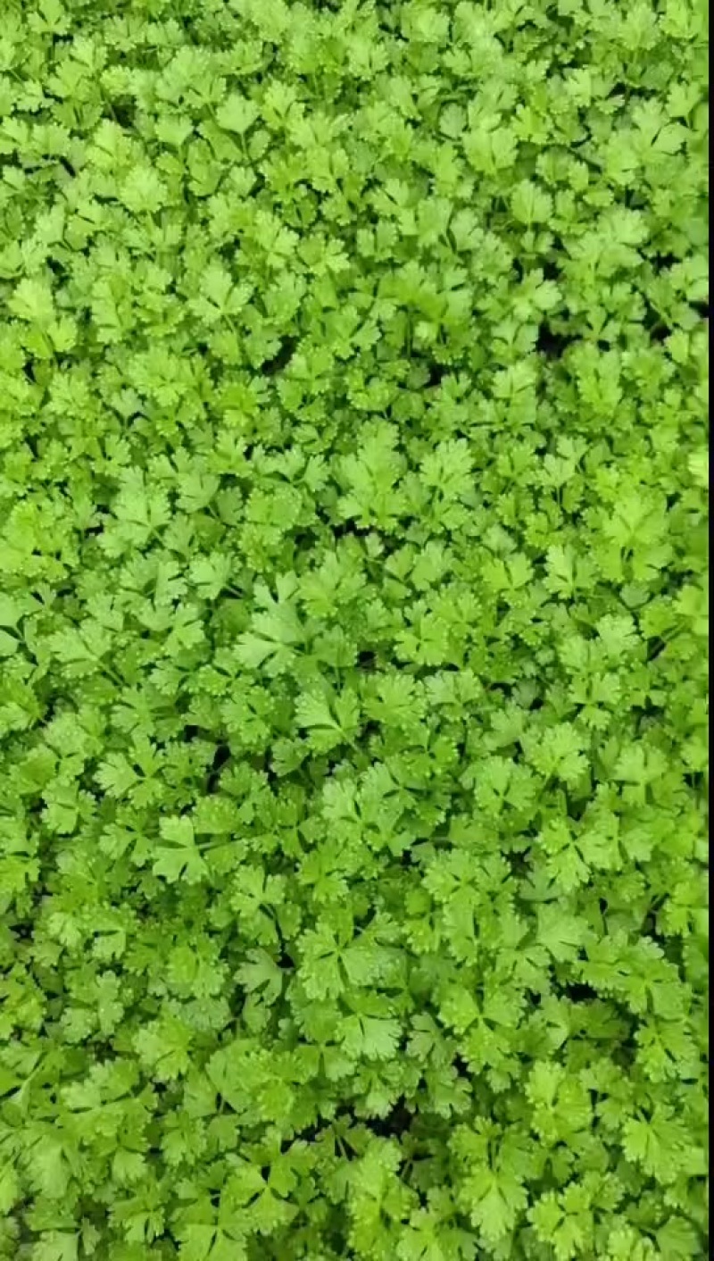 穴盘芹菜苗子