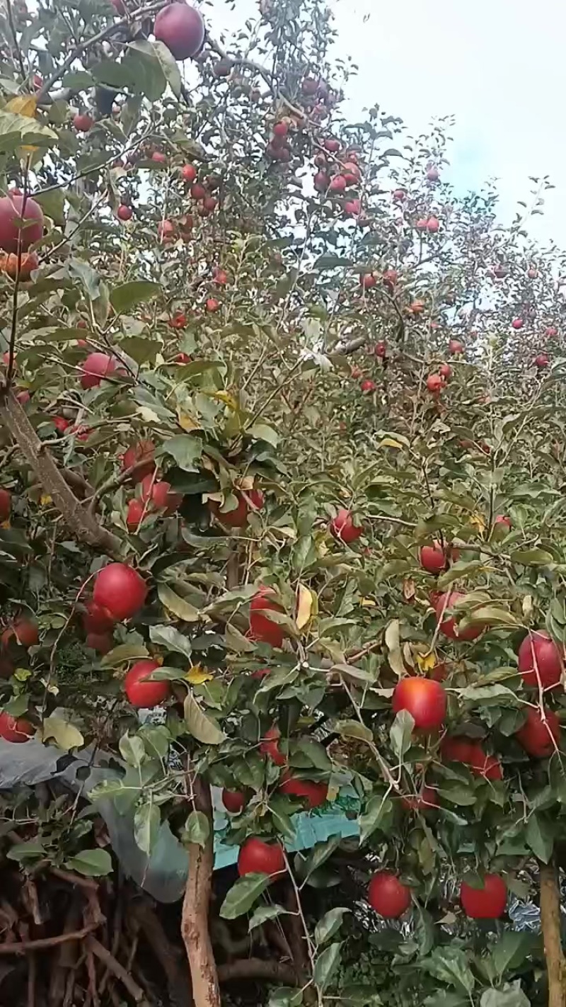 四川省盐源冰糖心苹果