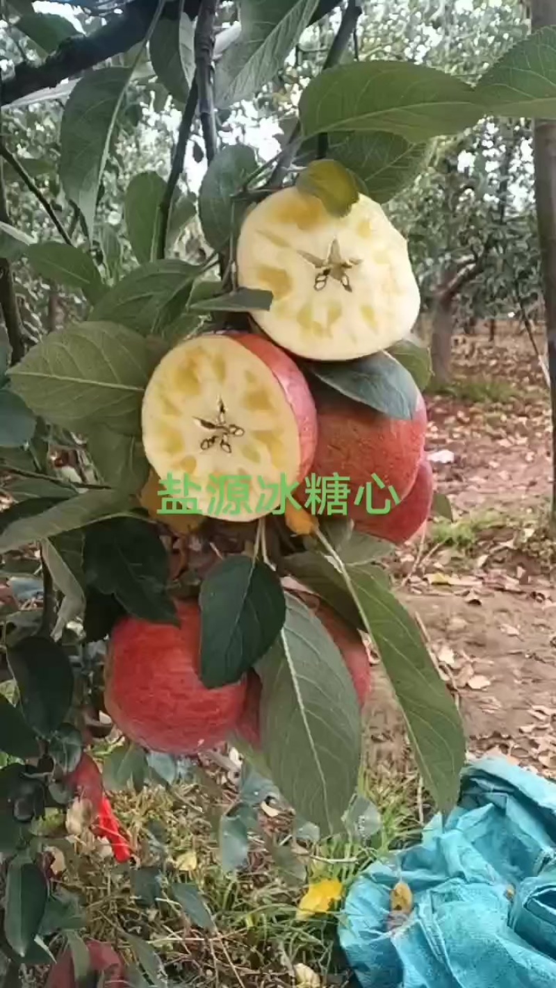 四川省盐源冰糖心苹果