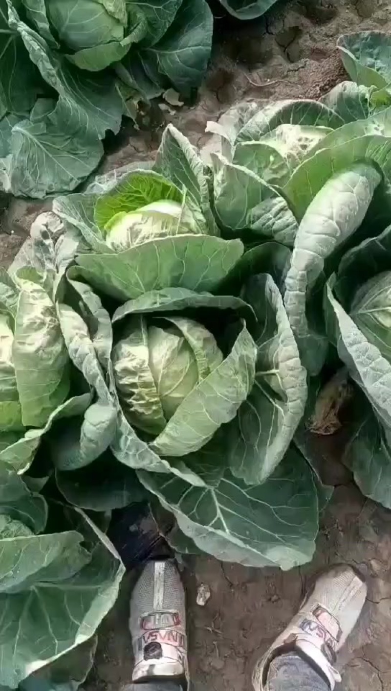 辽宁甘蓝