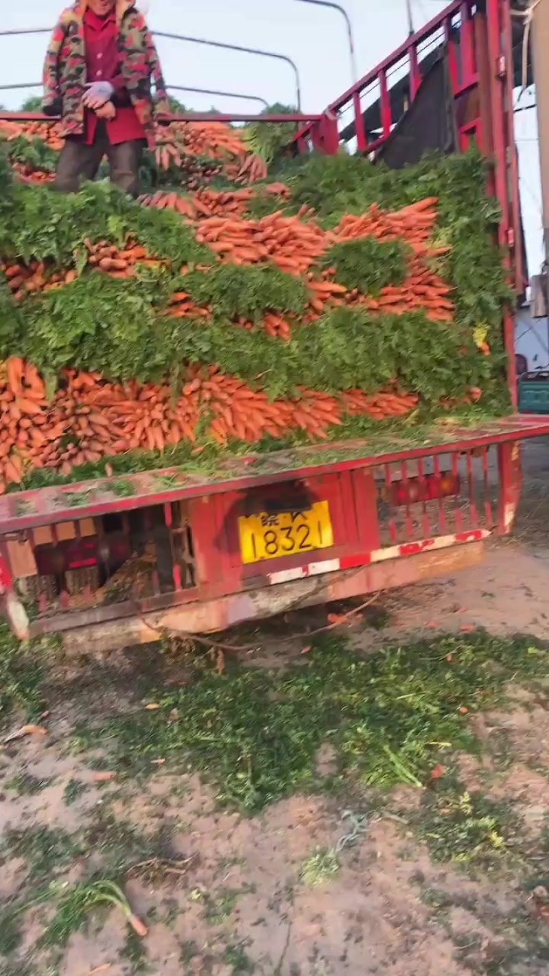 胡萝卜