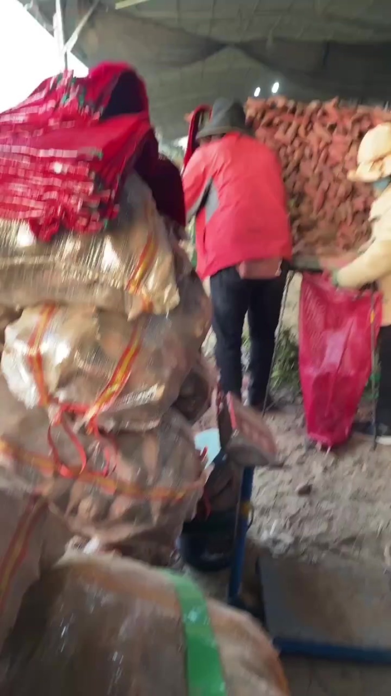 胡萝卜