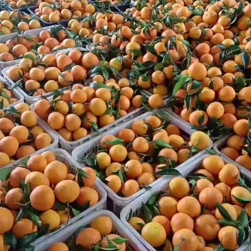 爱媛果冻橙已大量上市啦…口感甜脆嫩多汁，谁吃谁爱。大量有