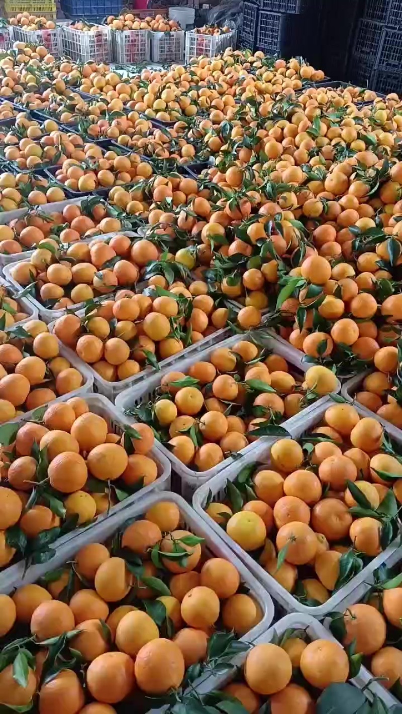 爱媛果冻橙已大量上市啦…口感甜脆嫩多汁，谁吃谁爱。大量有