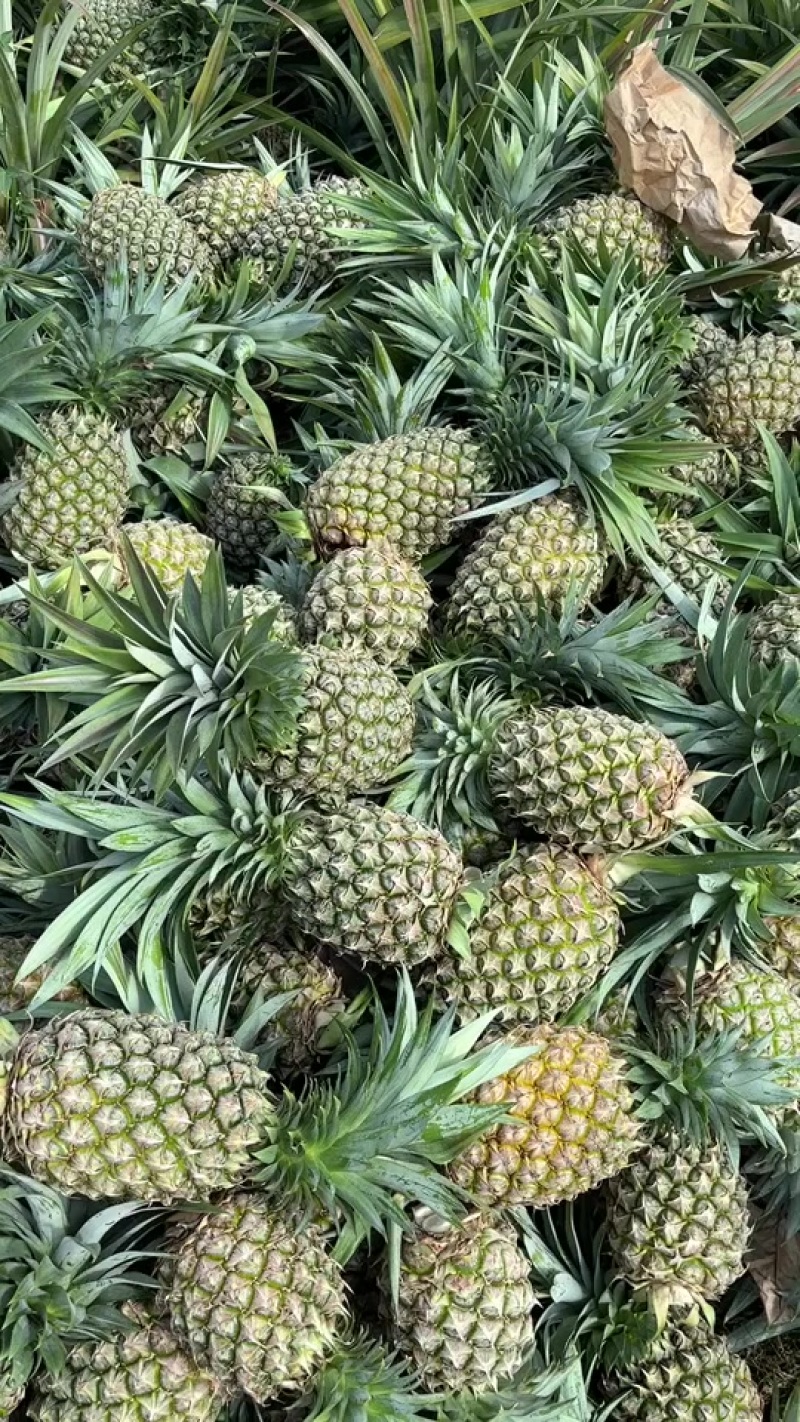 凤梨