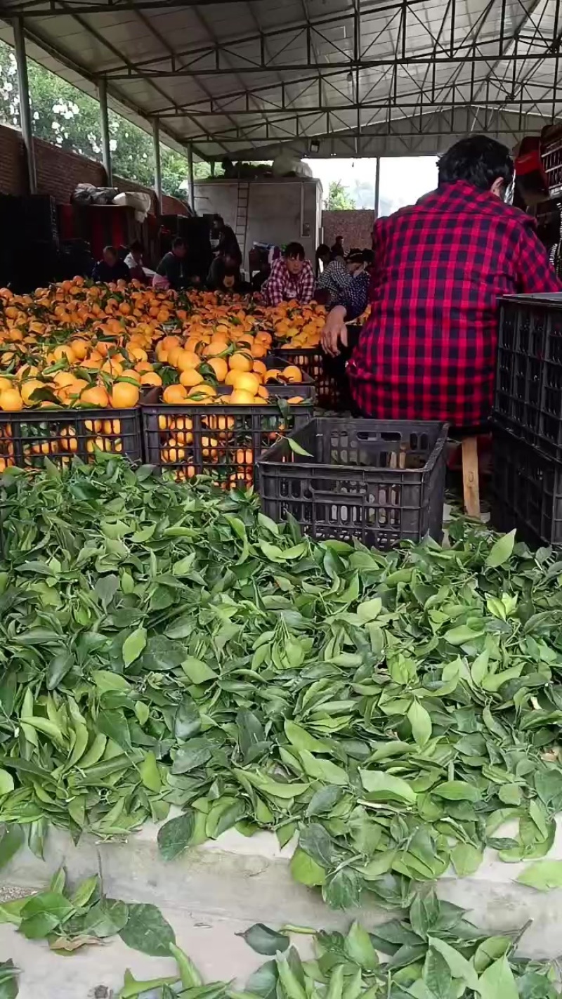 爱媛果冻橙已大量上市啦…口感甜脆嫩多汁，谁吃谁爱。大量有