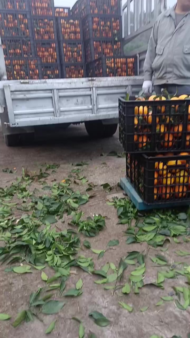 爱媛果冻橙已大量上市啦…口感甜脆嫩多汁，谁吃谁爱。大量有