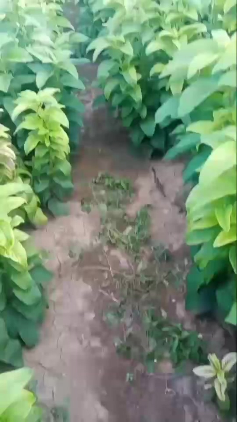 新鲜野生玄参，***无添加，