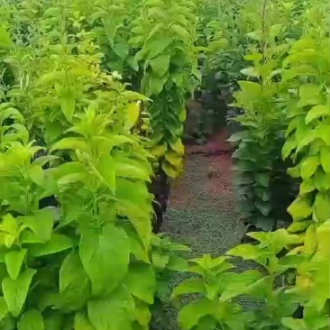 新鲜野生玄参，***无添加，