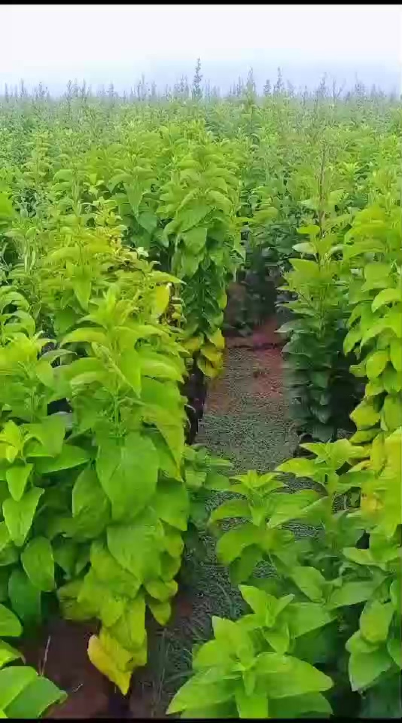 新鲜野生玄参，***无添加，