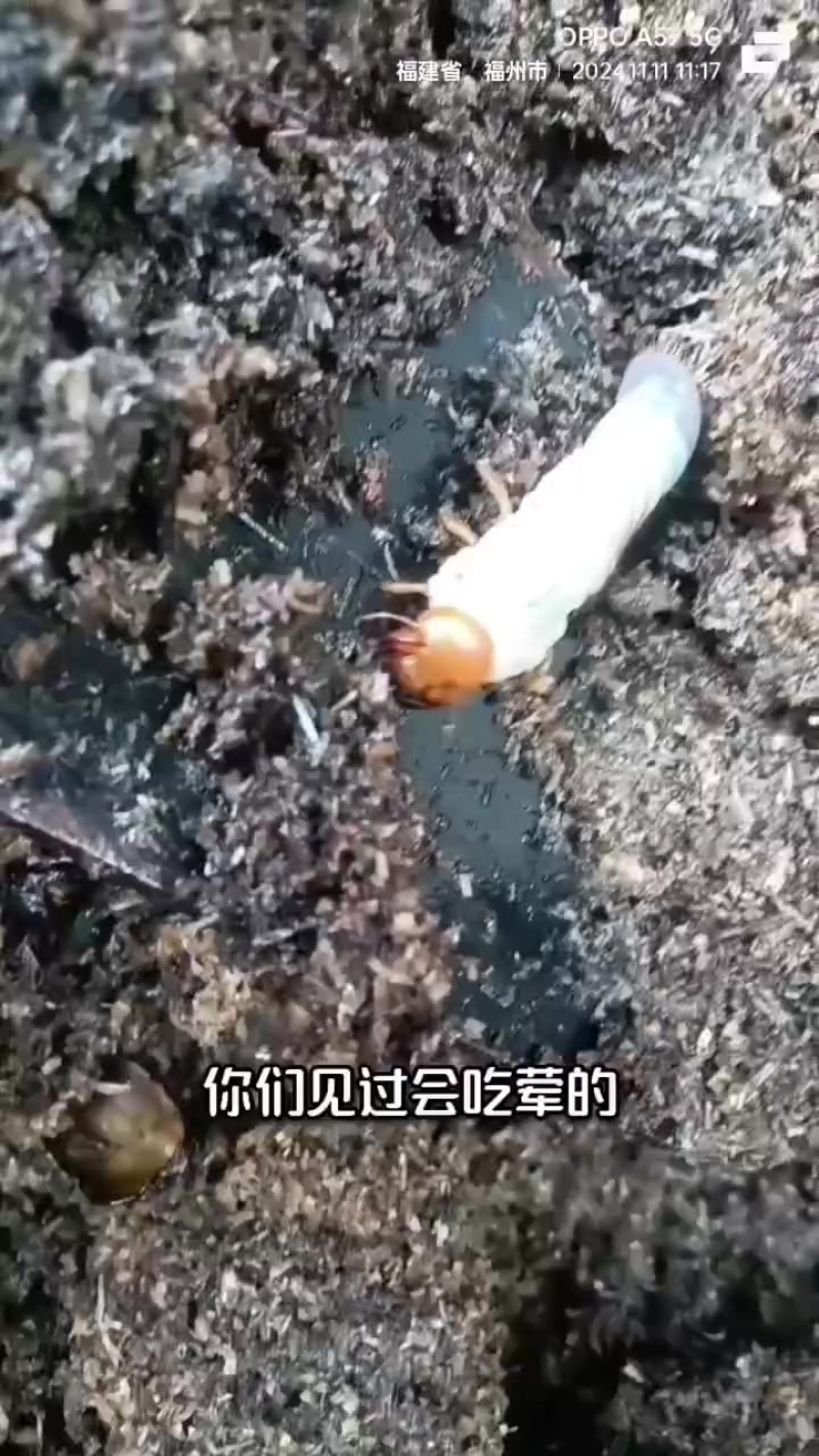 人工养殖锹甲