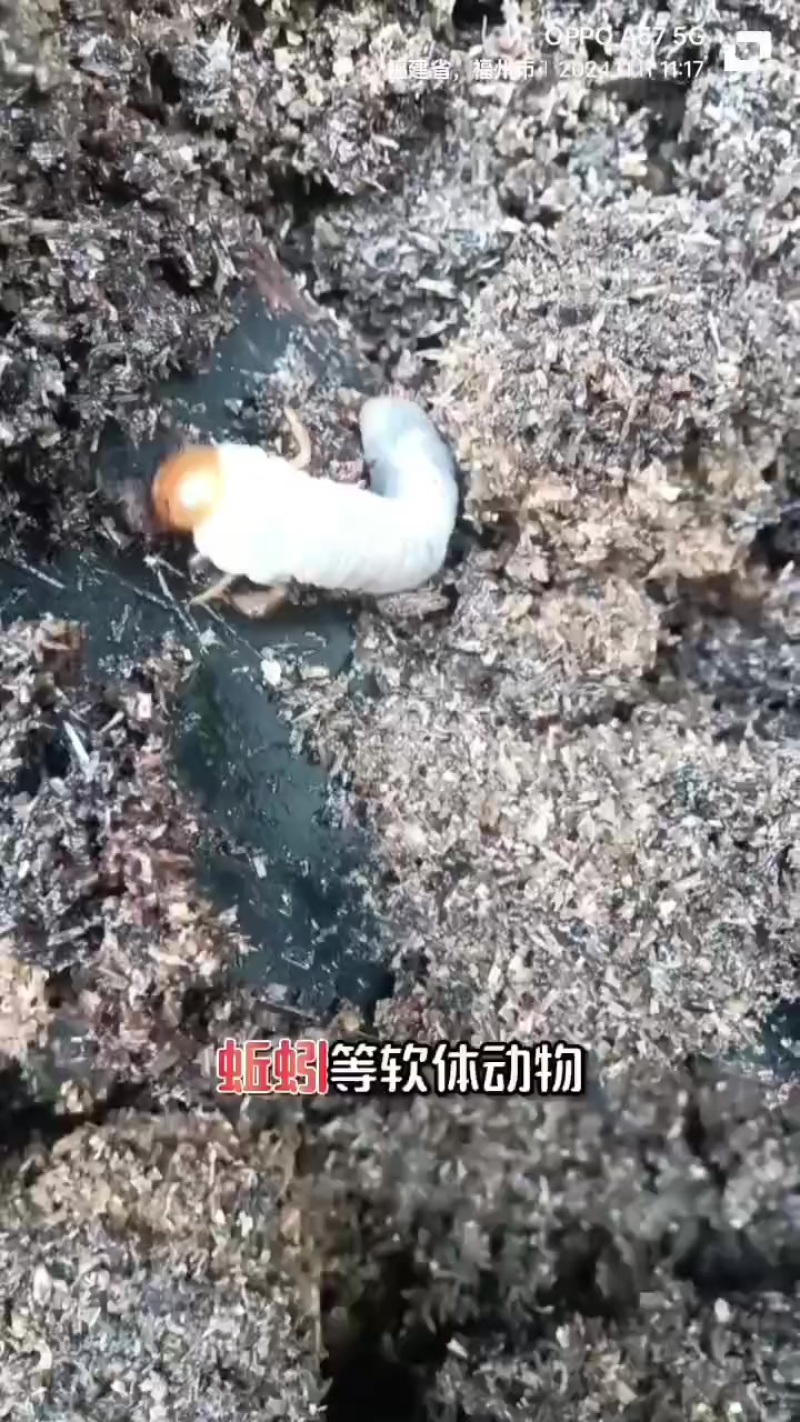 人工养殖锹甲