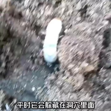 人工养殖锹甲