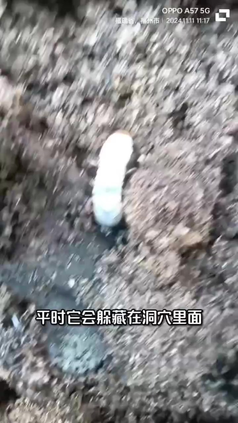 人工养殖锹甲