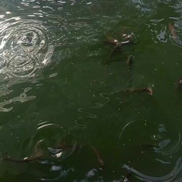 泥鳅