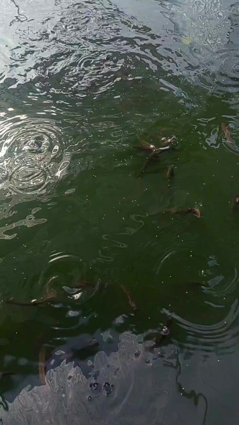 泥鳅