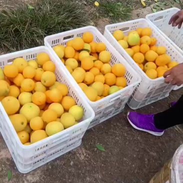 脐橙大量有货，欢迎新老客户前来合作，量大优惠可视频看货