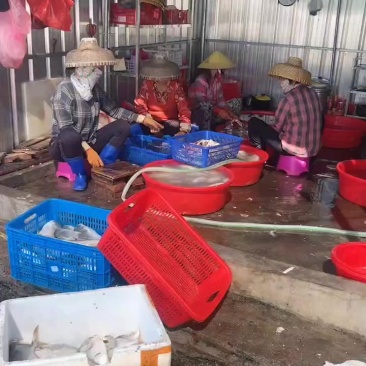 金鲳鱼干