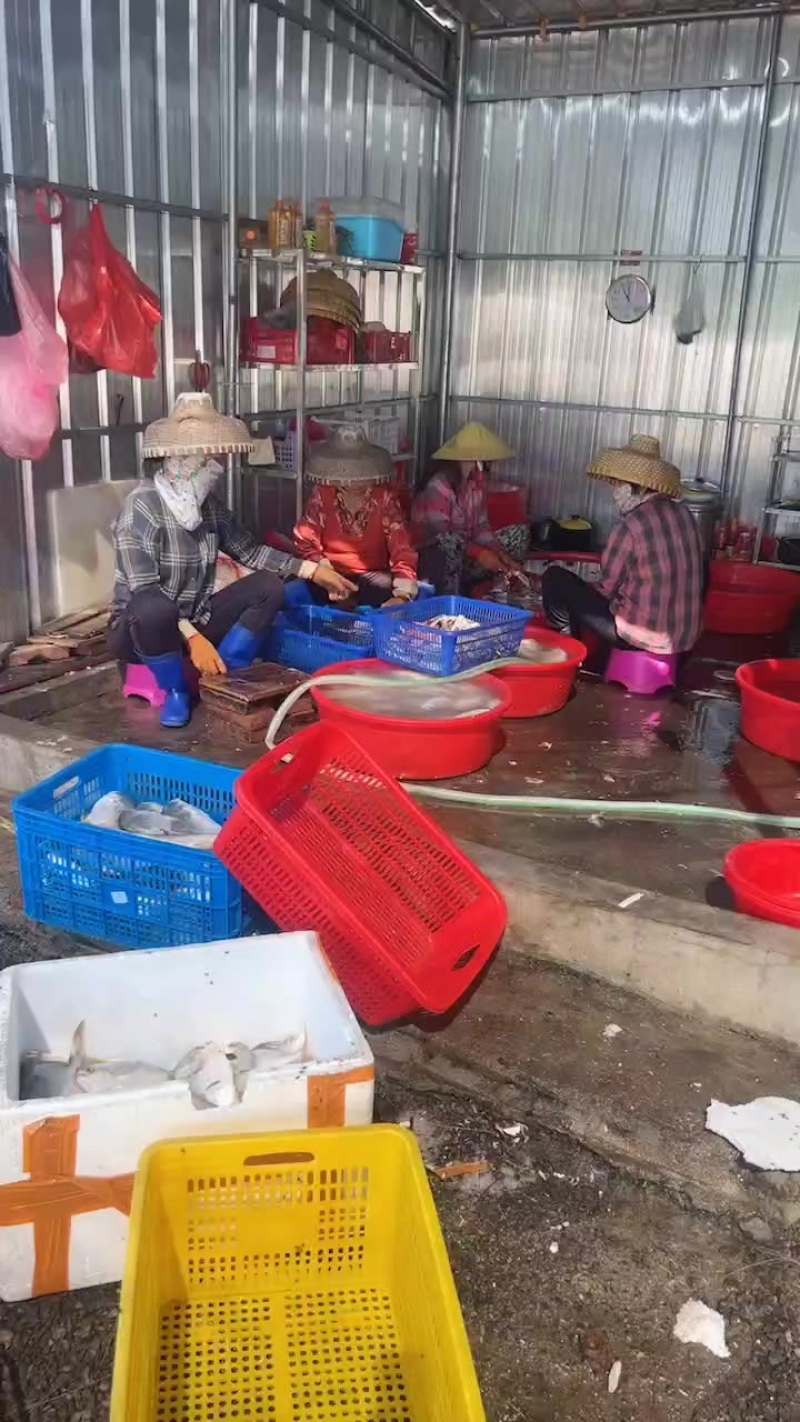 金鲳鱼干