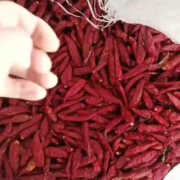 辣椒