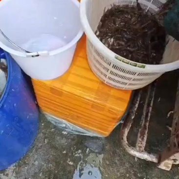 小河虾