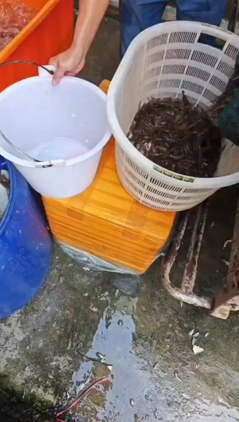 小河虾