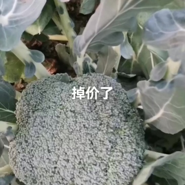耐寒优秀西兰花