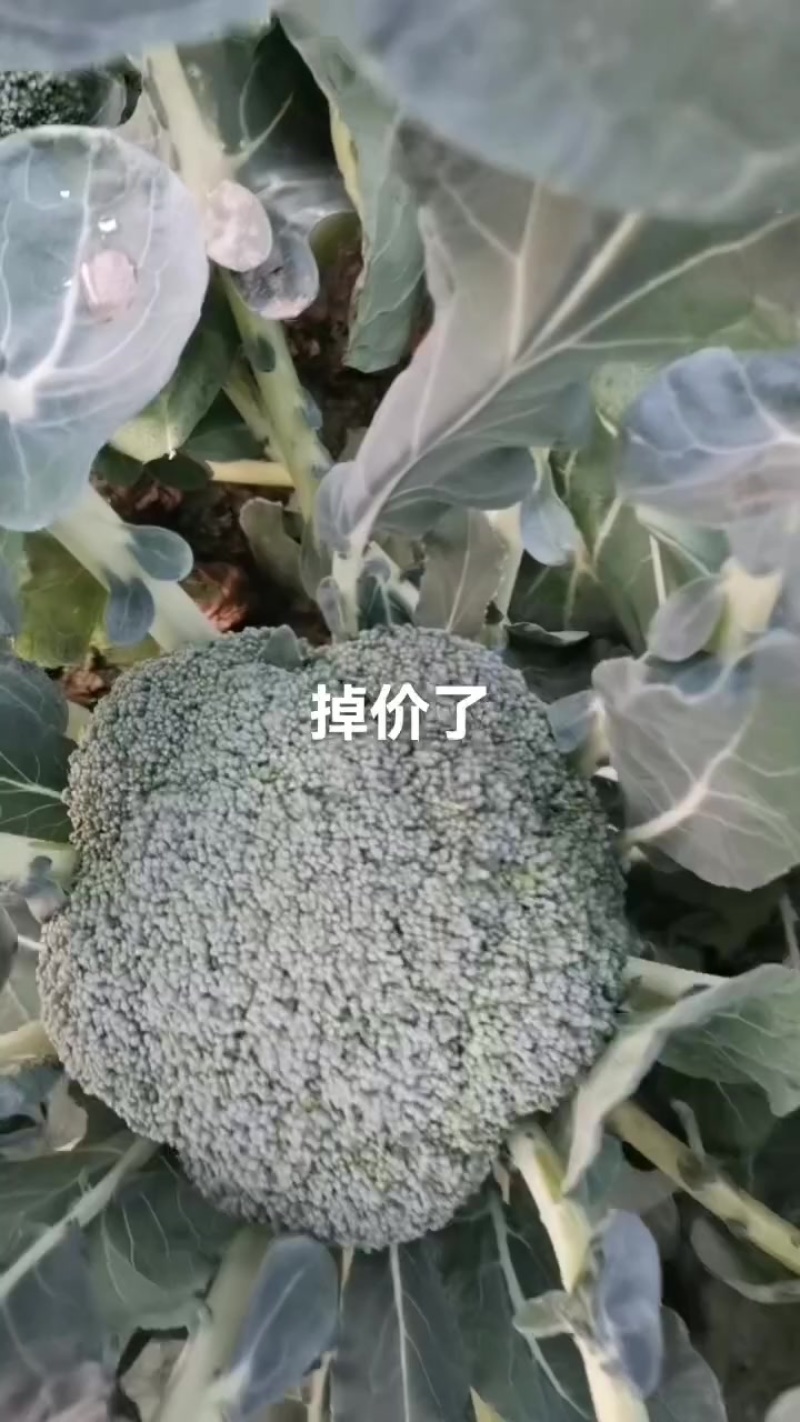 耐寒优秀西兰花
